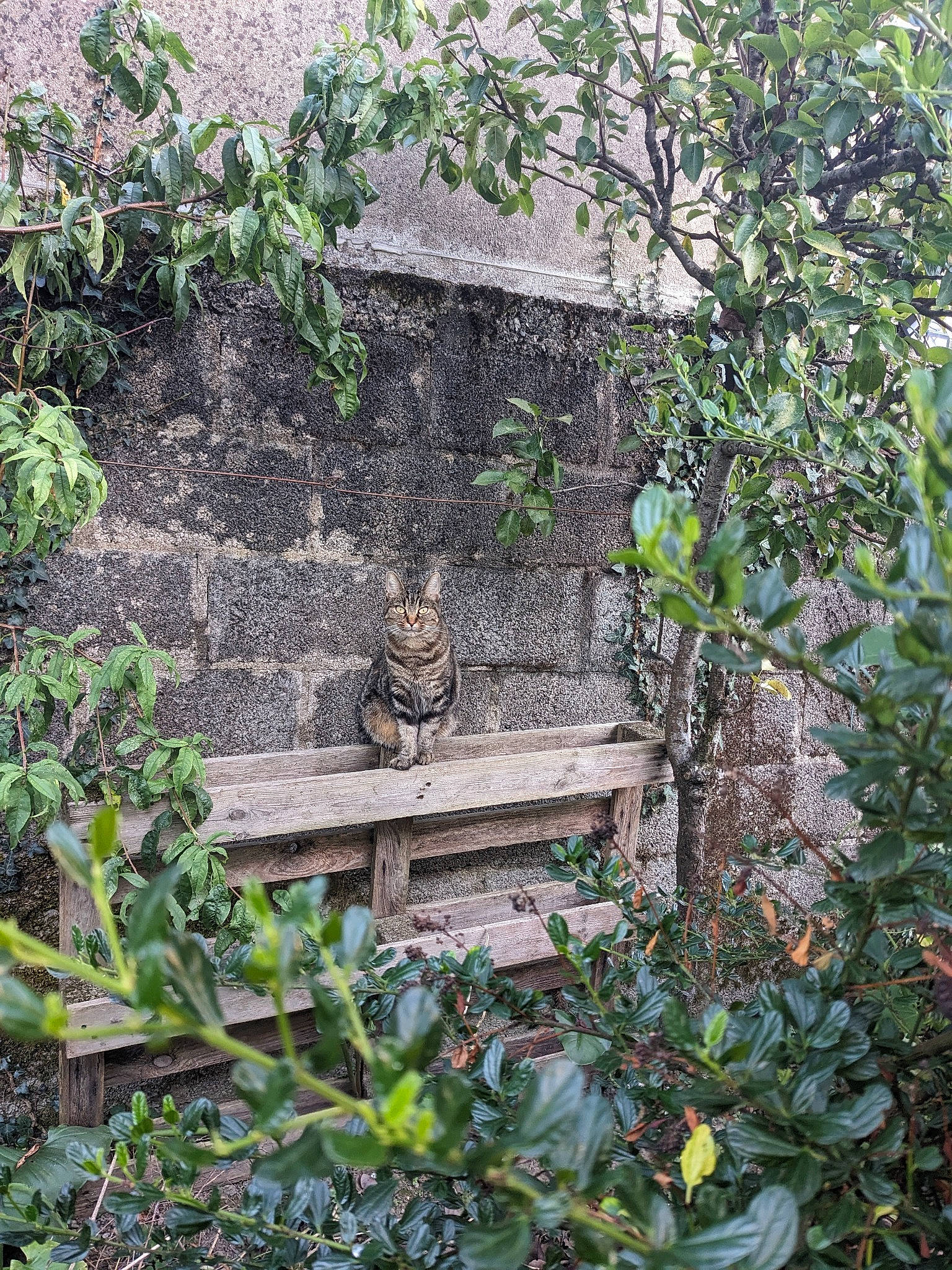 Pépette a rejoint le concours — aidez-le/la à gagner de superbes lots ! building, cottage, forest, garden, grass, groundcover, herb, house, jungle, landscape, landscaping, plant, rainforest, rock, sculpture, shrub, stone_wall, tree, twig, wood