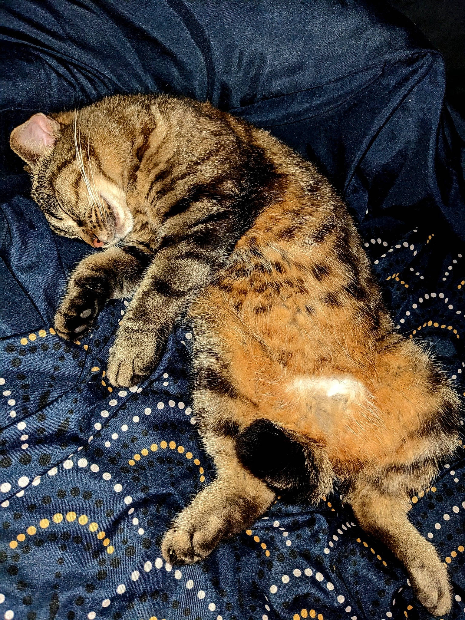 Pépette a rejoint le concours — aidez-le/la à gagner de superbes lots ! carnivore, cat, claw, comfort, domestic_short_haired_cat, fawn, felidae, foot, fur, grass, nap, pattern, paw, sitting, small_to_medium_sized_cats, snout, tail, terrestrial_animal, whiskers, wildlife