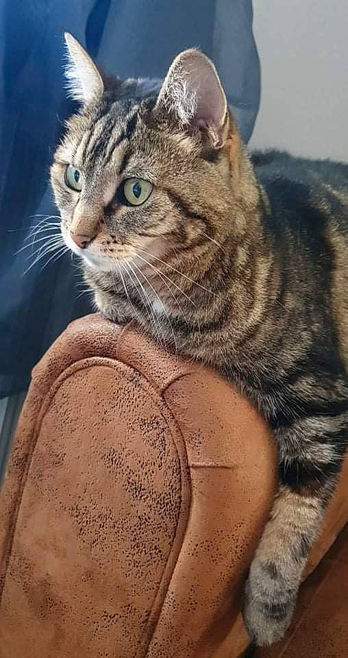 Zara participe au concours pour gagner de l'argent avec cette photo : carnivore, cat, cat_supply, claw, comfort, domestic_short_haired_cat, eye, felidae, fur, head, human_body, paw, sitting, small_to_medium_sized_cats, snout, terrestrial_animal, tree, whiskers, wildlife, window