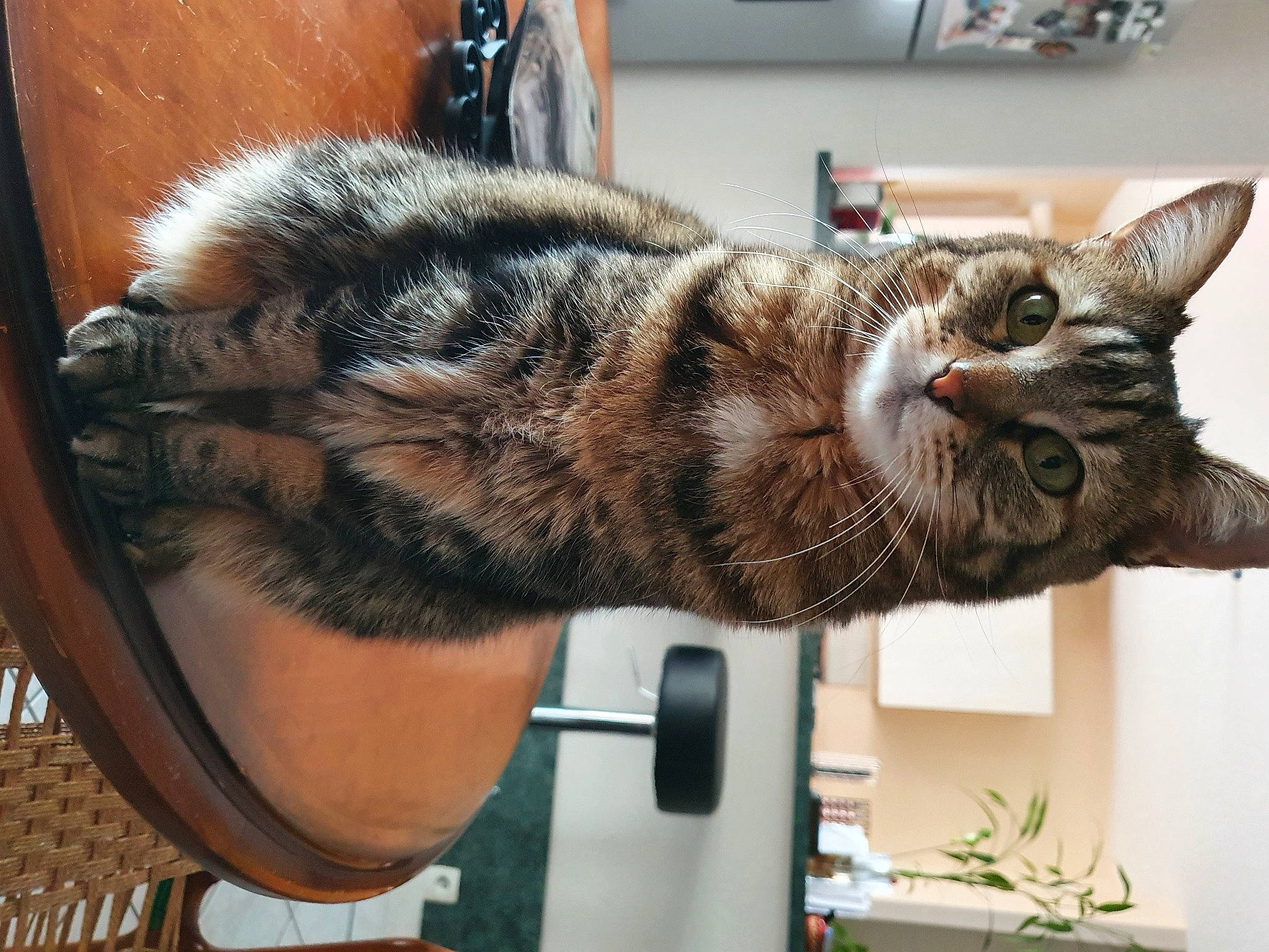 Zara participe au concours pour gagner de l'argent avec cette photo : carnivore, cat, claw, domestic_short_haired_cat, ear, felidae, fur, metal, plant, small_to_medium_sized_cats, snout, tail, whiskers