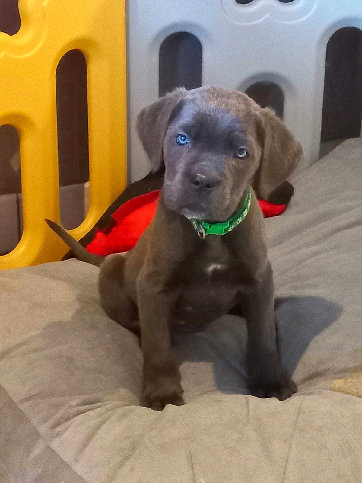 Bagheera a rejoint le concours — aidez-le/la à gagner de superbes lots ! puppy, dog, heterochromia, green_collar, cushion, playpen, indoor, pet, young_dog, brown_fur, blue_eye, brown_eye, sitting, cute, domestic_animal, animal, face, fur, attention, background
