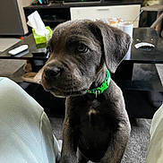 Bagheera a rejoint le concours — aidez-le/la à gagner de superbes lots ! puppy, dog, green_collar, living_room, television, remote_control, tissue_box, carpet, furniture, curious, pet, indoor, couch, table, close_up, domestic, young_dog, soft_light, person_legs, cozy