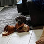 Bagheera participe au concours pour gagner de l'argent avec cette photo : puppy, dog, slippers, indoor, carpet, couch, floor, blanket, tile_floor, pet, brown_dog, chewing, cozy, home, furniture, relaxed, domestic, canine, playful, resting