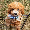 puppy, dog, curly_fur, brown_fur, bandana, metal_fence, grass, outdoor, pet, animal, cute, small_dog, looking_up, standing, playful, adorable, young_dog, fur_texture, nature, friendly