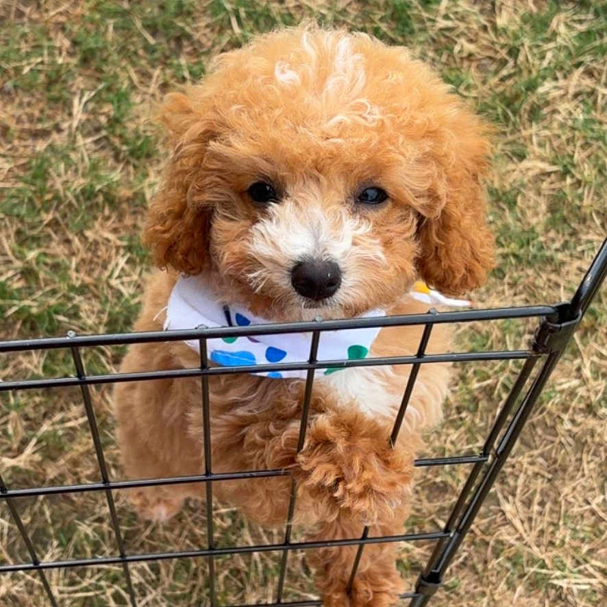 Teddy is registered to the contest to win money with this photo: puppy, dog, curly_fur, brown_fur, bandana, metal_fence, grass, outdoor, pet, animal, cute, small_dog, looking_up, standing, playful, adorable, young_dog, fur_texture, nature, friendly