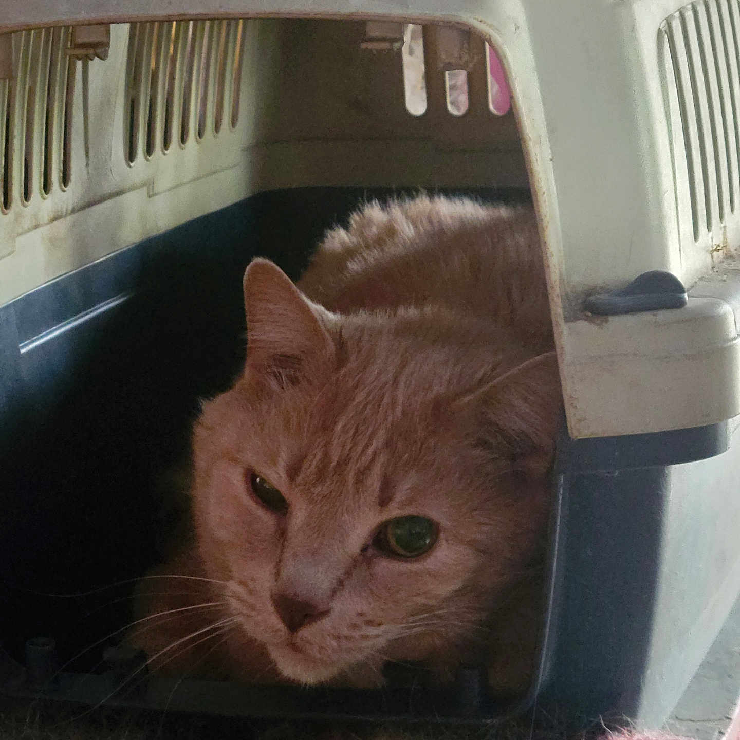 Springs is registered to the contest to win money with this photo: abyssinian, alloywheel, animal, box, car, cat, couch, crate, crib, den, furniture, homedecor, indoors, infantbed, kitten, laundry, manx, pet, siamese, wood