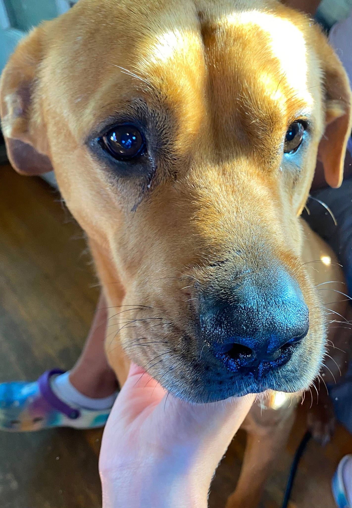 Milo is registered to the contest to win money with this photo: carnivore, companion_dog, dog, dog_breed, ear, electric_blue, fawn, fur, plant, sporting_group, terrestrial_animal, whiskers, working_animal, working_dog