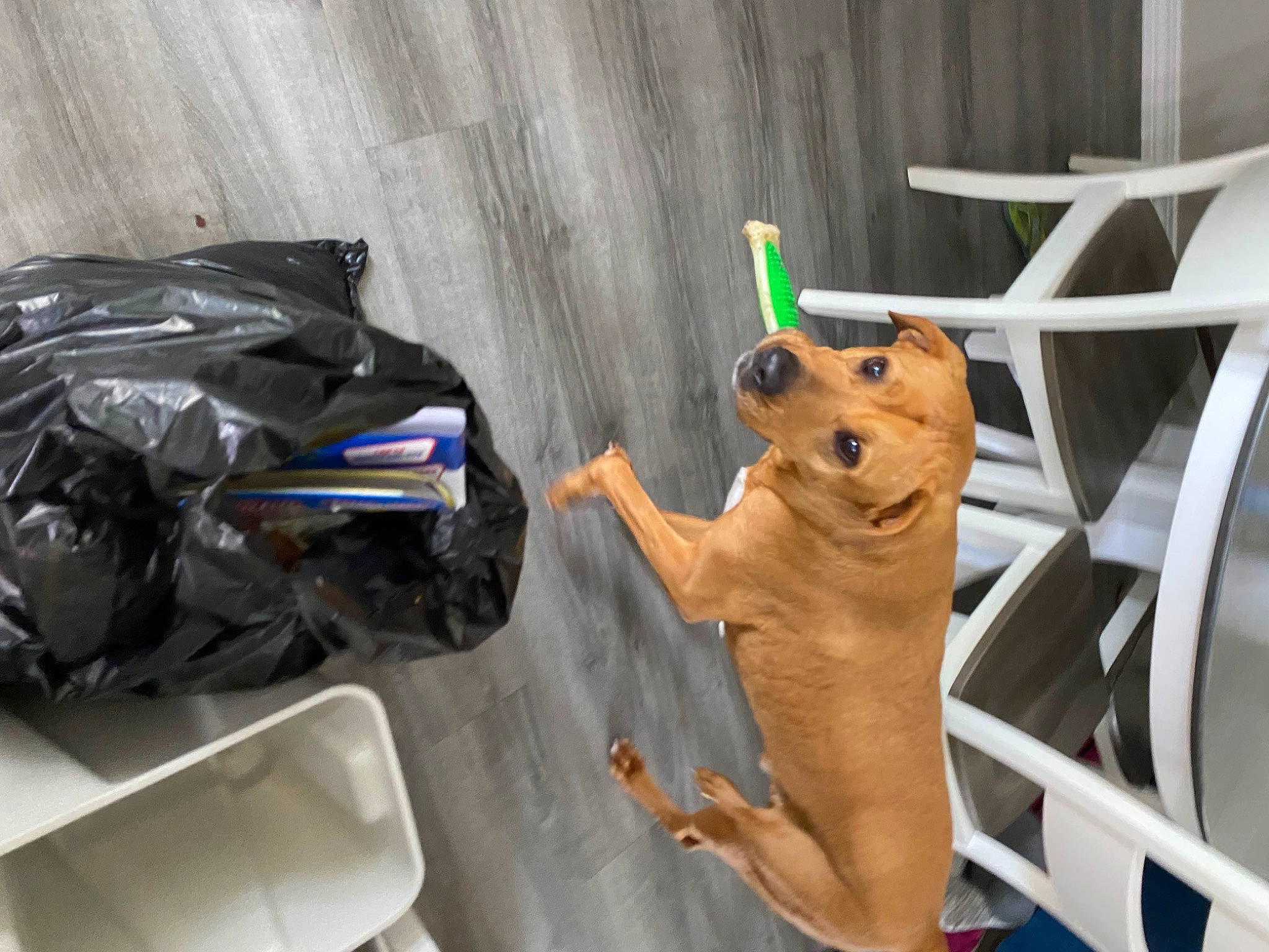 Milo joined the competition — help win amazing prizes! bag, canidae, carnivore, chair, companion_dog, dog, dog_breed, dog_supply, fawn, flooring, personal_protective_equipment, plastic, room, snout, sporting_group, stuffed_toy, tail, toy, wood, working_animal