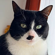 Poupette participe au concours pour gagner de l'argent avec cette photo : cat, black_and_white, close_up, portrait, whiskers, green_eyes, indoor, window_light, fur, pet, animal, calm, face, cute, domestic_cat, mammal, nose, ears, sitting, natural_light