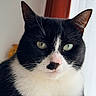 cat, black_and_white, close_up, portrait, whiskers, green_eyes, indoor, window_light, fur, pet, animal, calm, face, cute, domestic_cat, mammal, nose, ears, sitting, natural_light