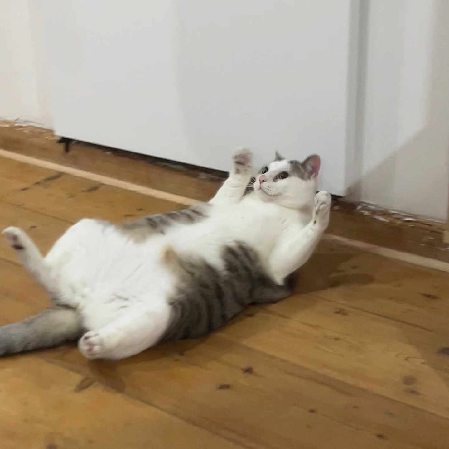 Countach a rejoint le concours — aidez-le/la à gagner de superbes lots ! abyssinian, angora, animal, cat, egyptiancat, hardwood, indoors, interiordesign, kitten, manx, person, pet, plywood, siamese, sleeping, stainedwood, wedge, window, windowsill, wood