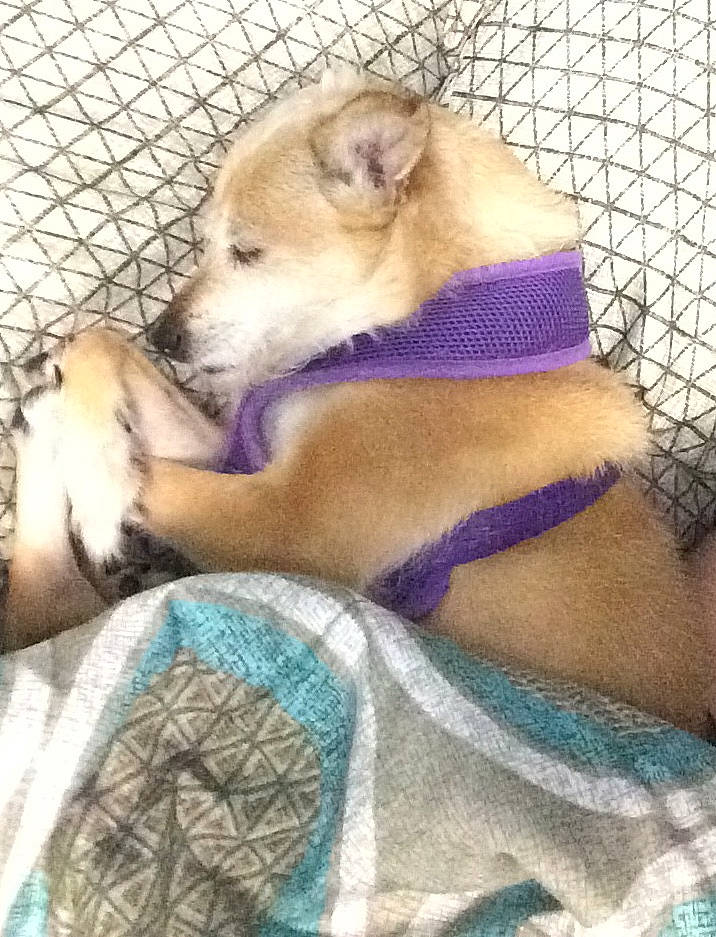 Haley is registered to the contest to win money with this photo: canidae, carnivore, dog, dog_breed, fawn, mammal, puppy