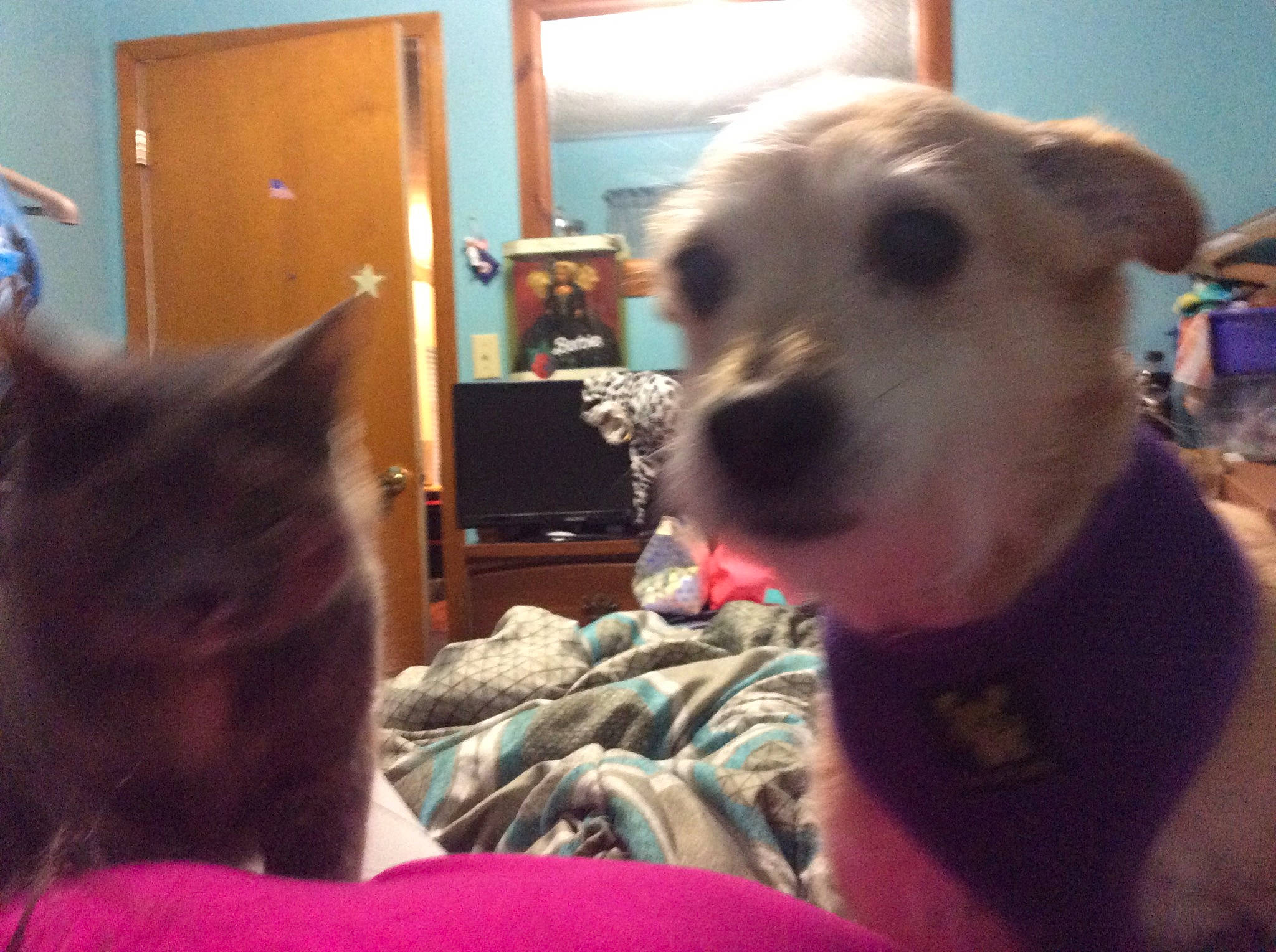 Haley joined the competition — help win amazing prizes! canidae, carnivore, companion_dog, dog, dog_breed, ear, fawn, head, love, mammal, nose, puppy, puppy_love, sky, snout