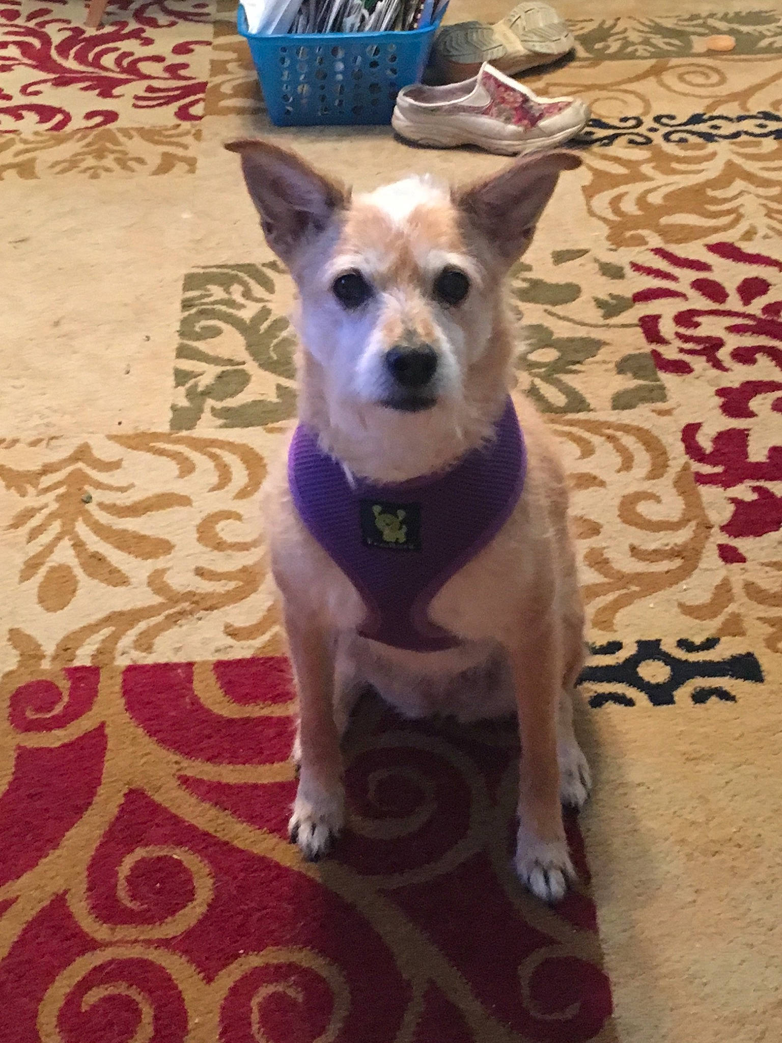 Haley joined the competition — help win amazing prizes! canidae, carnivore, carolina_dog, collar, dog, dog_breed, fawn, feist, formosan_mountain_dog, mammal, miniature_fox_terrier, puppy, rare_breed_dog, rat_terrier, snout, tail, vertebrate, whiskers