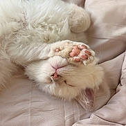 Leo joined the competition — help win amazing prizes! adorable, animal, bed, blanket, cat, cozy, cute, domestic_cat, fluffy, fur, kitten, nap, paw, pet, pink_paw, resting, sleeping, soft, whiskers, white_cat