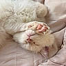 adorable, animal, bed, blanket, cat, cozy, cute, domestic_cat, fluffy, fur, kitten, nap, paw, pet, pink_paw, resting, sleeping, soft, whiskers, white_cat