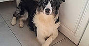 Oscar a rejoint le concours — aidez-le/la à gagner de superbes lots ! dog, border_collie, black_and_white, pet, animal, sitting, crossed_paws, fluffy, long_hair, blue_eyes, pink_nose, portrait, indoors, kitchen, tile_floor, cabinets, home, alert, cute, photography