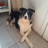 dog, border_collie, black_and_white, pet, animal, sitting, crossed_paws, fluffy, long_hair, blue_eyes, pink_nose, portrait, indoors, kitchen, tile_floor, cabinets, home, alert, cute, photography