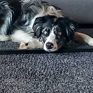 Oscar a rejoint le concours — aidez-le/la à gagner de superbes lots ! dog, black_and_white, heterochromia, blue_eye, brown_eye, fluffy, long_hair, lying_down, under_furniture, carpet, indoor, pet, animal, portrait, close_up, face, nose, relaxed, funny_pose, home
