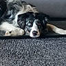 dog, black_and_white, fluffy, heterochromia, blue_eye, brown_eye, lying_down, portrait, close_up, indoor, shelf, carpet, home, pet, animal, long_hair, relaxed, staring, face, photography