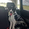 dog, puppy, black_and_white, long_hair, fluffy, sitting, tongue_out, happy, pet, animal, car, back_seat, vehicle, seatbelt, countryside, outdoor, travel, portrait, sunlight, road_trip
