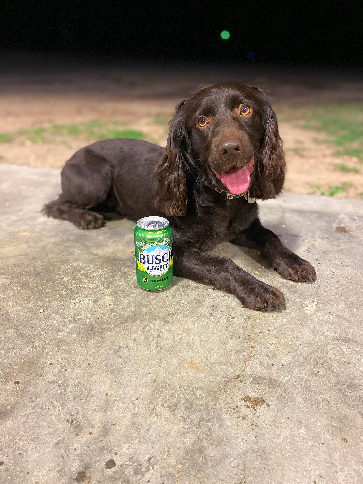 Deets is registered to the contest to win money with this photo: ball, canidae, carnivore, cocker_spaniel, companion_dog, dog, dog_breed, fur, grass, gun_dog, liver, pointing_breed, retriever, snout, soil, spaniel, sporting_group, terrestrial_animal, working_animal, working_dog