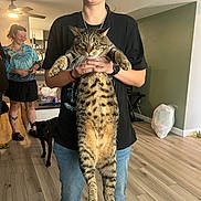 Moos joined the competition — help win amazing prizes! black_tshirt, casual, cat, ceiling_fan, dog, flooring, furniture, glasses, happy, holding, indoor, jeans, living_room, person, pet, plastic_bag, smile, tabby_cat, tattoos, woman