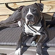 Ramses participe au concours pour gagner de l'argent avec cette photo : animal, backyard, canine, collar, dog, fence, gray, outdoor, paw, pet, pitbull, portrait, relaxed, resting, shade, sleepy, summer, sunlight, white, woven_bed