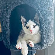 Akira participe au concours pour gagner de l'argent avec cette photo : cat, kitten, pet, animal, furry, cute, indoor, cat_condo, paws, whiskers, closeup, feline, playful, cozy, domestic, young, resting, curious, soft, adorable