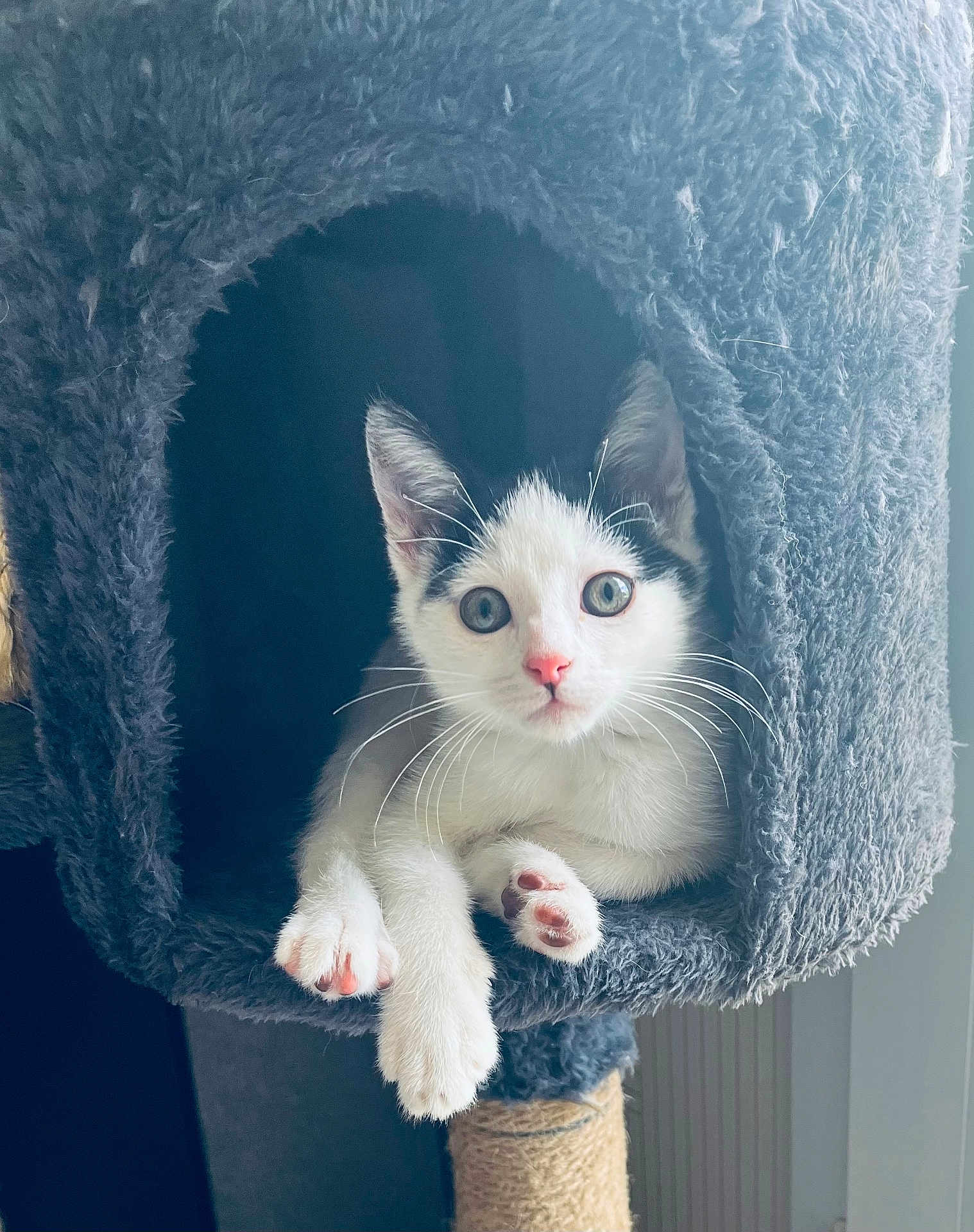 Akira participe au concours pour gagner de l'argent avec cette photo : cat, kitten, pet, animal, furry, cute, indoor, cat_condo, paws, whiskers, closeup, feline, playful, cozy, domestic, young, resting, curious, soft, adorable