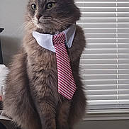 Oliver joined the competition — help win amazing prizes! cat, collar, cute, domestic_cat, ears, feline, fluffy_fur, fur_texture, gray_cat, household, indoor, paws, pet, side_view, sitting, striped_tie, table, tie, whiskers, window_blinds