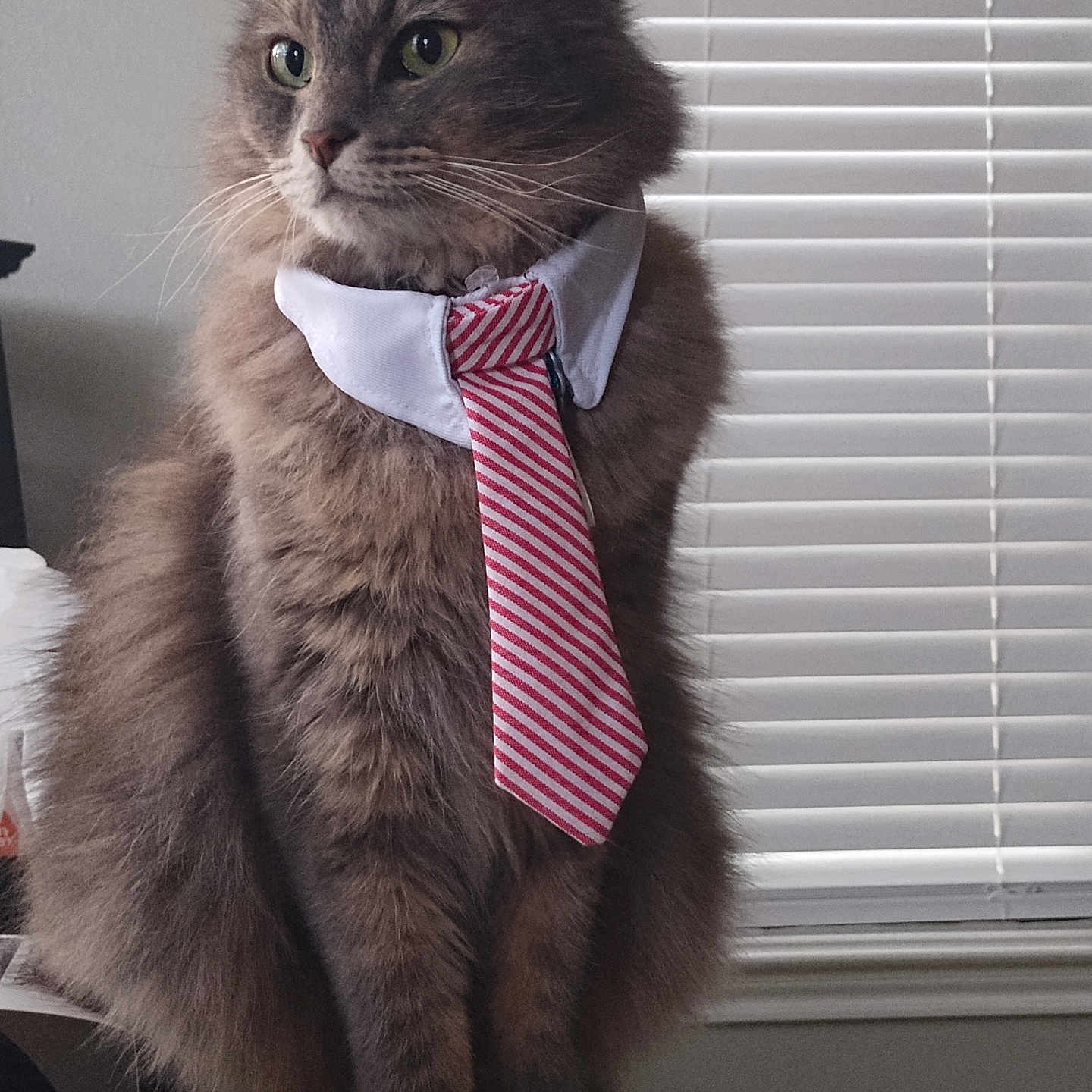 Oliver joined the competition — help win amazing prizes! cat, collar, cute, domestic_cat, ears, feline, fluffy_fur, fur_texture, gray_cat, household, indoor, paws, pet, side_view, sitting, striped_tie, table, tie, whiskers, window_blinds