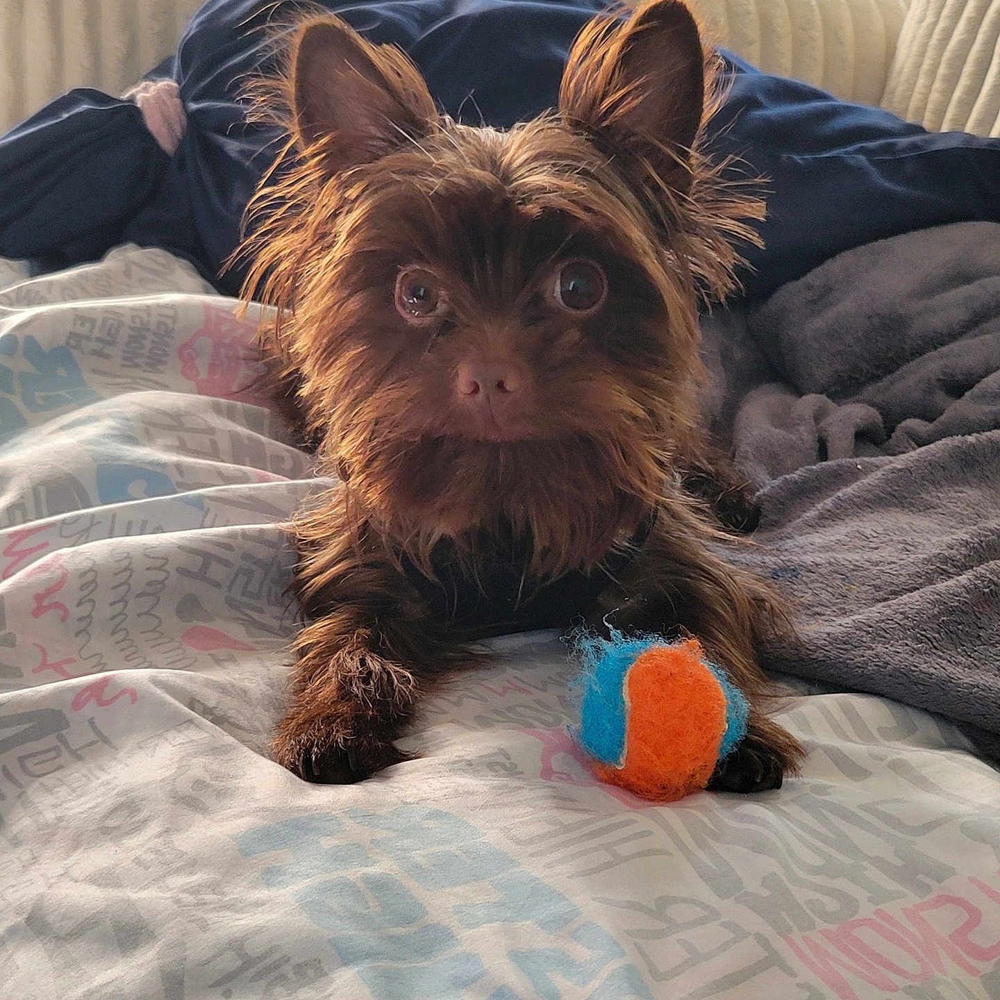 Enzo joined the competition — help win amazing prizes! affenpinscher, animal, ball, bed, bedroom, blanket, canine, couch, cushion, dog, furniture, homedecor, indoors, pet, puppy, room, sport, tennis, tennisball, terrier