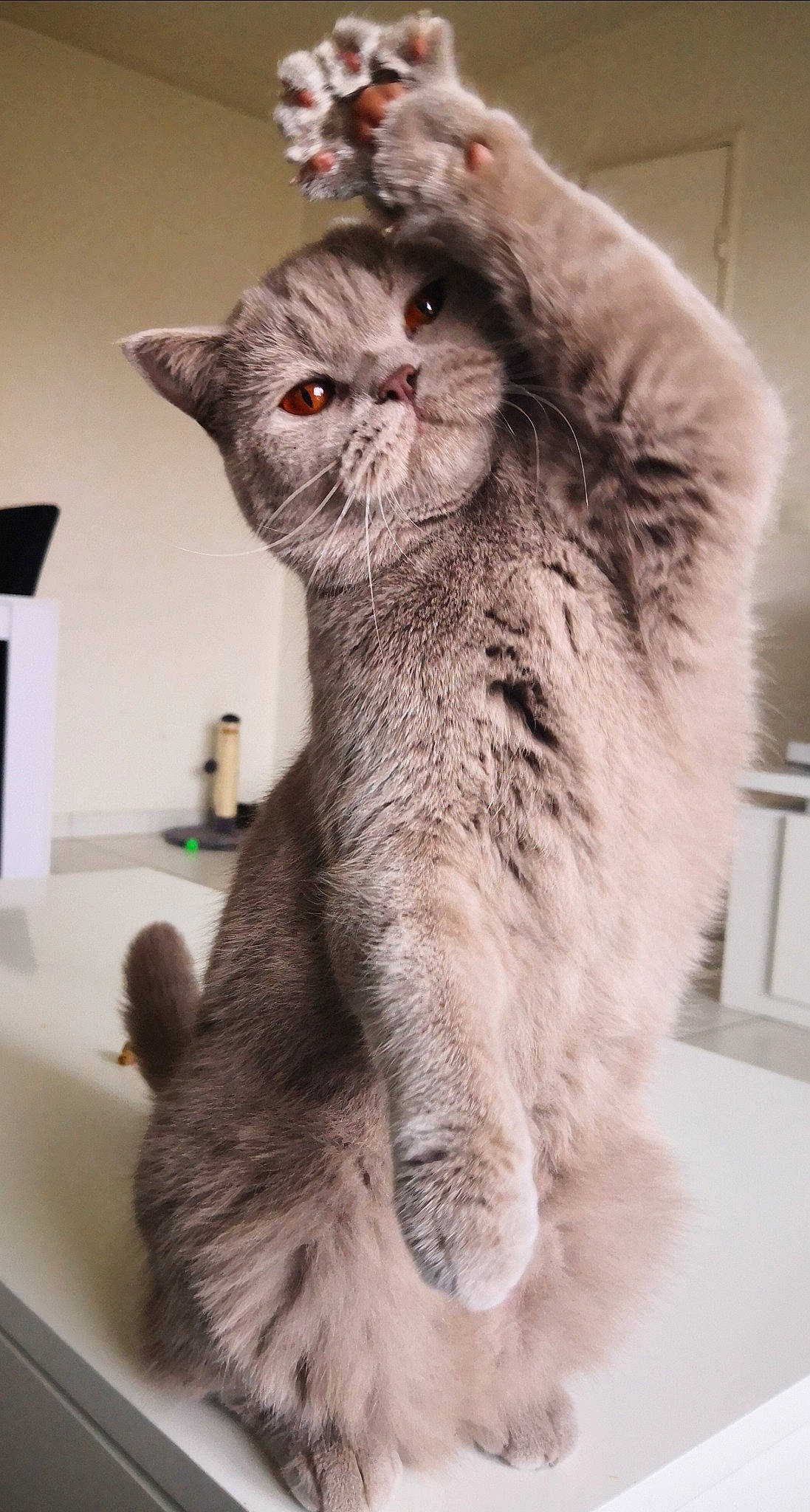 Happy participe au concours pour gagner de l'argent avec cette photo : british_longhair, carnivore, cat, chartreux, claw, comfort, domestic_short_haired_cat, ear, fawn, felidae, fur, gesture, grey, paw, small_to_medium_sized_cats, snout, tail, whiskers