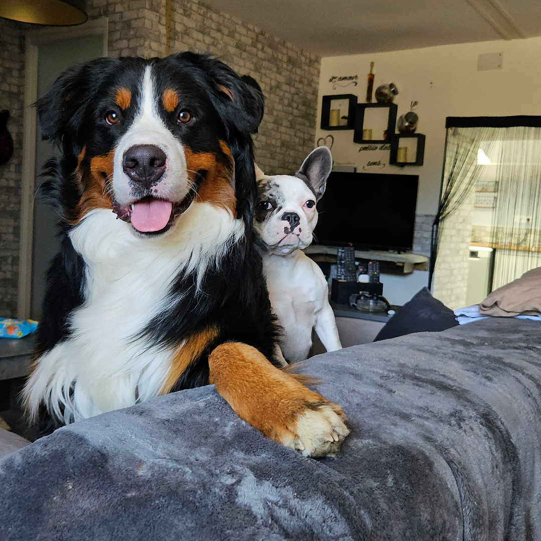 Glide participe au concours pour gagner de l'argent avec cette photo : animal, appenzeller, architecture, blanket, building, canine, computerhardware, couch, dog, electronics, furniture, hardware, indoors, interiordesign, livingroom, monitor, pet, puppy, room, screen