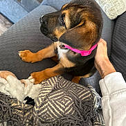 Laney is registered to the contest to win money with this photo: puppy, dog, pet, pink_collar, couch, blanket, hand, indoor, cozy, comfort, brown_fur, black_fur, young_dog, animal, relaxing, domestic_animal, person_hand, textile, soft, cute