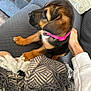 puppy, dog, pet, pink_collar, couch, blanket, hand, indoor, cozy, comfort, brown_fur, black_fur, young_dog, animal, relaxing, domestic_animal, person_hand, textile, soft, cute