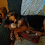 dog, puppy, sleeping, plush_toy, reindeer_toy, couch, blanket, indoor, pet, cozy, animal, fur, paw, collar, resting, cute, brown, black, home, relaxation