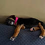 Laney joined the competition — help win amazing prizes! puppy, dog, sleeping, collar, pink_collar, paw, cushion, indoor, resting, cute, pet, animal, fur, black_and_tan, relaxed, nap, young_dog, soft, comfort, cozy