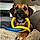 Laney