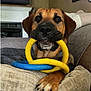 dog, pet, toy, yellow_ring, blue_ring, mouth, paw, couch, indoor, furniture, relaxing, brown_fur, black_nose, playful, close_up, canine, home, animal, comfort, resting
