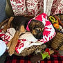 Laney is registered to the contest to win money with this photo: puppy, dog, collar, quilt, basket, toy, blanket, fabric, indoor, cute, pet, resting, red, brown, black, furniture, floor, decor, cozy, sleepy