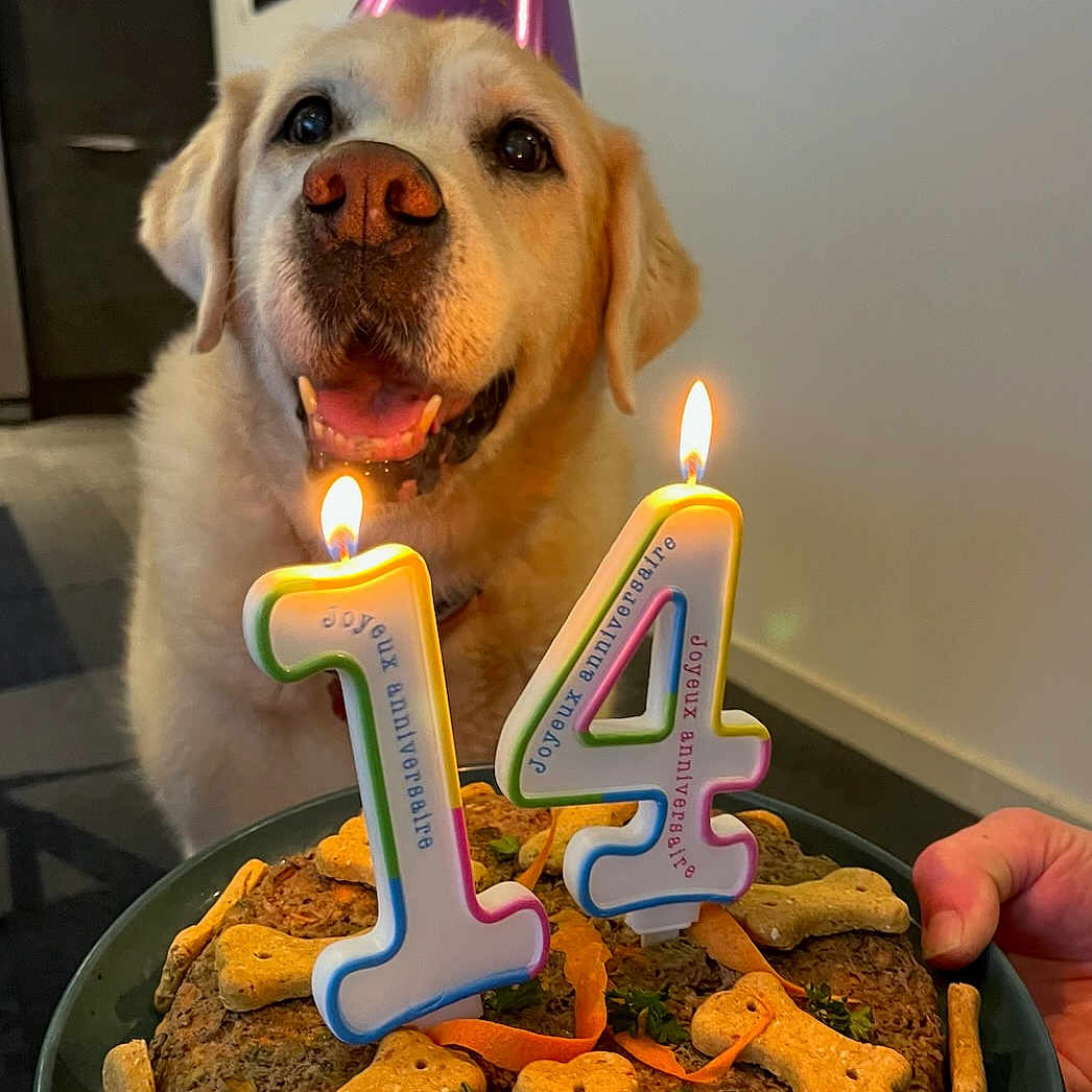 Daisy participe au concours pour gagner de l'argent avec cette photo : animal, birthdaycake, cake, candle, canine, clothing, cream, dessert, dog, face, food, fungus, hat, head, icing, people, person, pet, plant, text