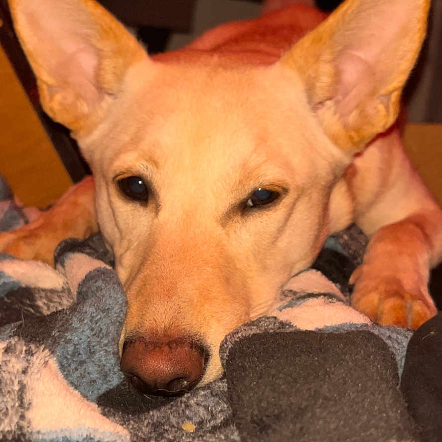 Buttercup joined the competition — help win amazing prizes! animal, blanket, bodypart, canine, couch, dog, finger, furniture, germanshepherd, hand, homedecor, hound, husky, labradorretriever, linen, person, pet, puppy, quilt, towel