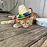Taco joined the competition — help win amazing prizes! cat, orange_tabby, sombrero, hat, wooden_floor, bowl, pet, animal, indoor, resting, cute, feline, relaxed, colorful, small_hat, domestic_animal, closeup, flooring, wood, funny