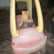 Taco is registered to the contest to win money with this photo: cat, orange_tabby, toy_car, steering_wheel, outdoor, night, playful, pet, animal, small_car, plastic, ground, dirt, funny, cute, vehicle, childs_toy, wheel, backyard, lonely