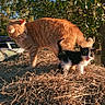Taco joined the competition — help win amazing prizes! cat, kitten, orange_cat, black_and_white_kitten, hay, outdoor, nature, trees, sunlight, animal, pet, grass, sky, curious, meowing, fur, small, cute, playful, daylight