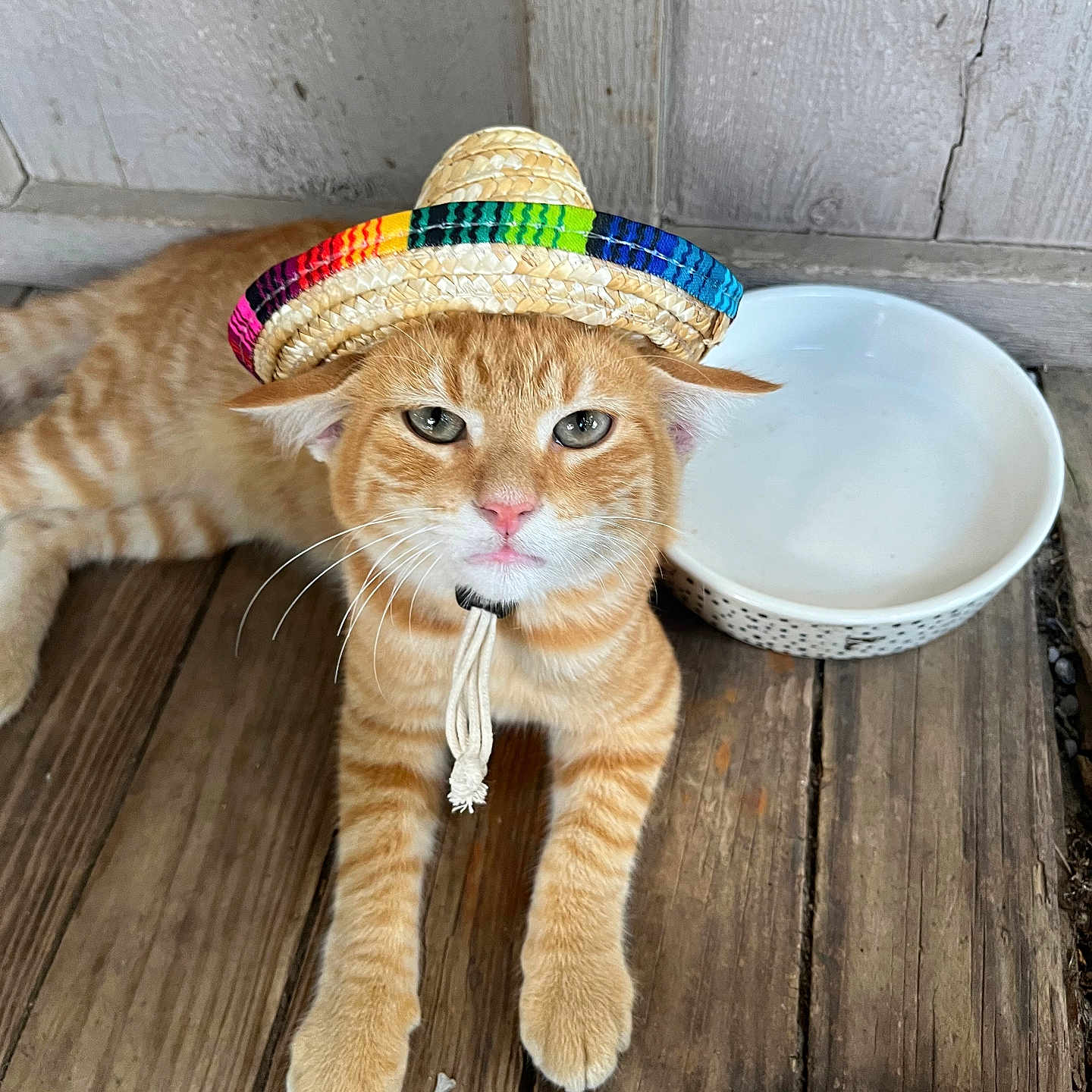 Taco is registered to the contest to win money with this photo: cat, orange_tabby, sombrero, hat, wooden_floor, bowl, pet, animal, cute, resting, indoor, closeup, feline, whiskers, ears, domestic_cat, floorboards, wood_texture, colorful, playful