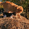 cat, kitten, orange_cat, black_and_white_cat, straw, outdoor, nature, tree, sunlight, animal, pet, curious, fur, daylight, grass, playful, mammal, wildlife, blue_sky, leaves