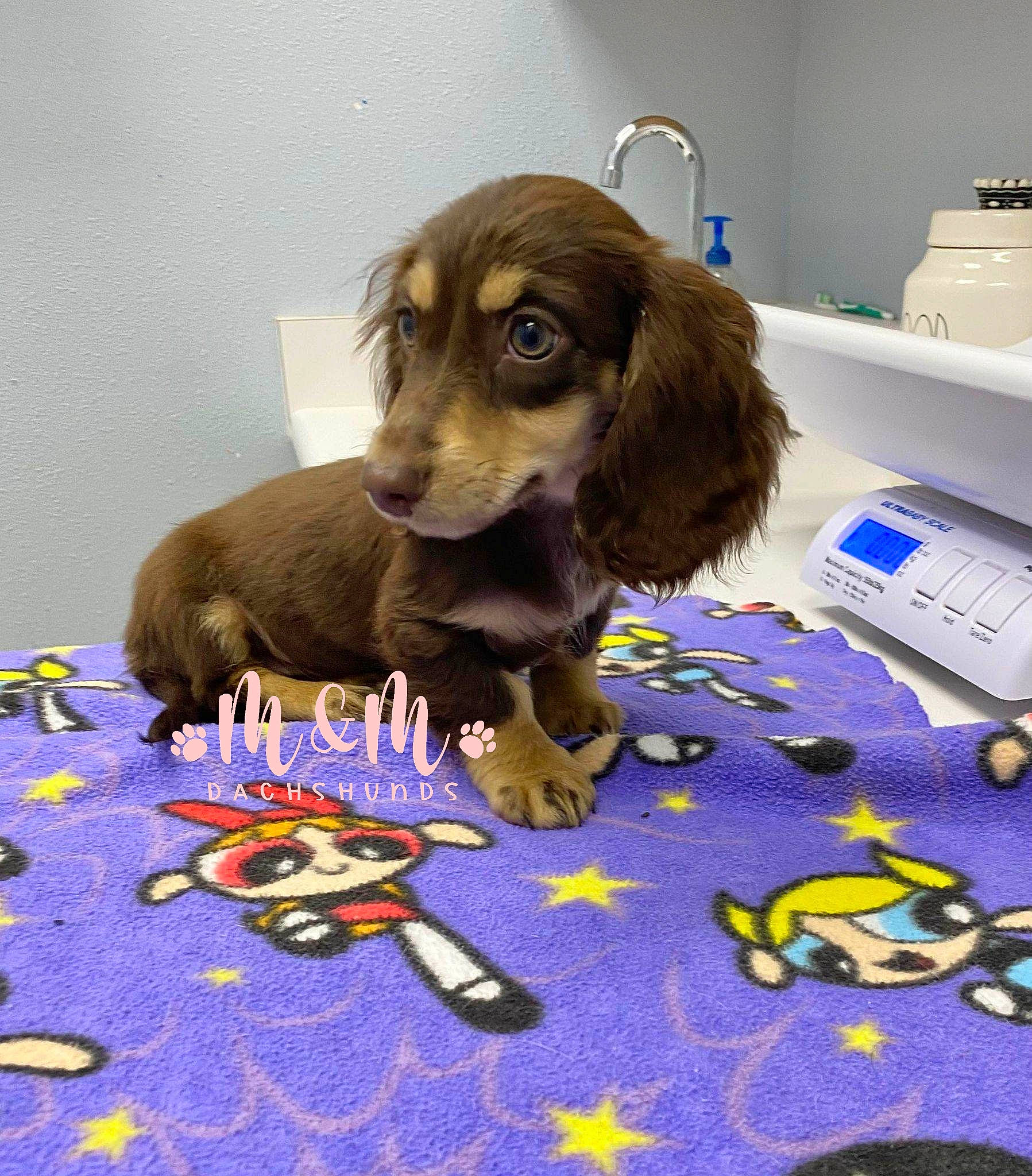 Nala is registered to the contest to win money with this photo: canidae, carnivore, companion_dog, dog, dog_breed, dog_supply, fawn, flooring, fur, household_supply, kitchen_appliance, liver, paper_towel, printer, snout, spaniel, sporting_group, toaster, toy_dog, working_animal